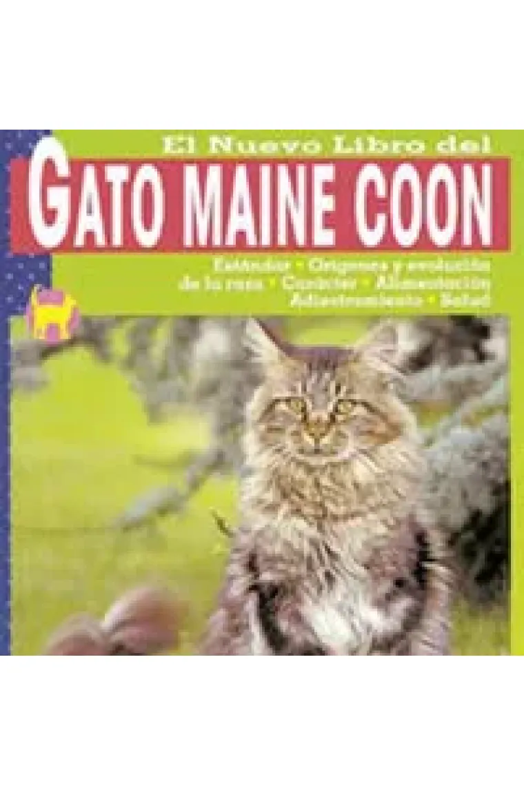 Gato maine coon