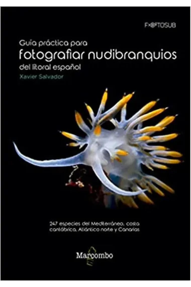 Guía práctica para fotografiar nudibranquios del litoral español